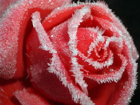 Frozen Rose Roses Image 9842177 Fanpop