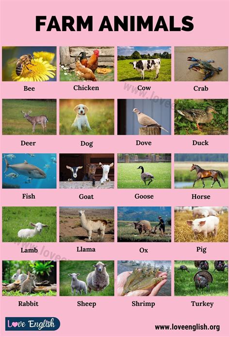 Farm Animals 20 Names Of Animals That Live On A Farm Love English