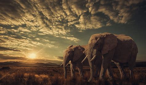 African Bush Elephant Hd Wallpaper