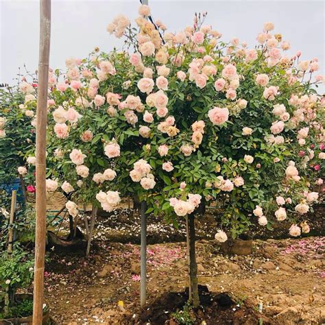Bán Cây Hoa Hồng Thân Gỗ Tree Rose Giá Rẻ Dáng đẹp Sai Hoa