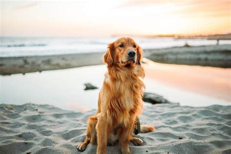 Do Golden Retrievers Like Water Breed Preferences Explained Hepper