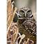 Researcher Studying Effects Of Wind Turbine Farms On Burrowing Owl 
