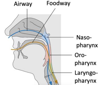 Pharynx Larynx Flashcards Quizlet