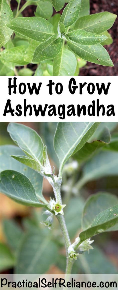Growing Ashwagandha