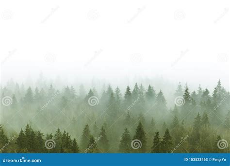 Foggy Pine Forest Stock Image Image Of Dawn Landscape 153523463