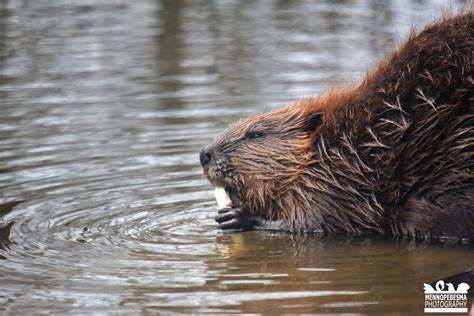 North American Beaver Castor Canadensis Zoochat