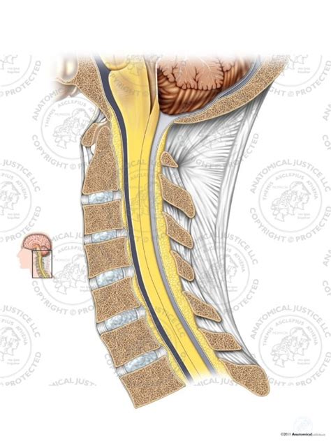 Normal Sagittal Cervical Spine No Text