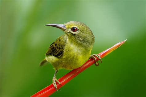 The Alert Small Little Bird Pentax User Photo Gallery