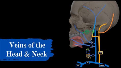 Veins Of The Head And Neck Mnemonics Quiz Youtube