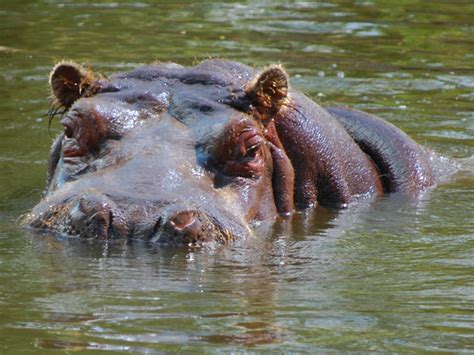 Schweres wasser hingegen schon bei 3,82 grad. Flusspferd - allgemein - Medienwerkstatt-Wissen © 2006 ...