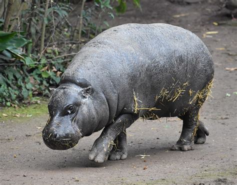 Zootografiando 6100 Animals HipopÓtamo Pigmeo Pygmy Hippopotamus