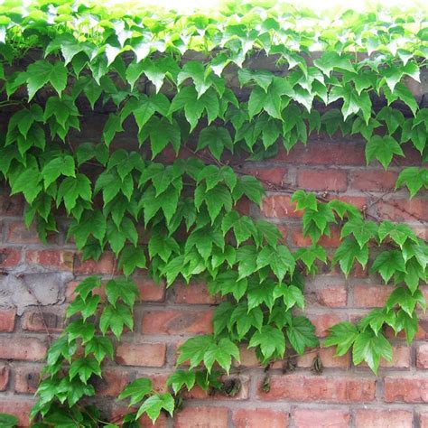 Buy 200pcs Creeper Ivy Seeds For Planting Boston Ivy Creepers Green