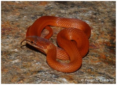 Pine Woods Snake Florida Backyard Snakes