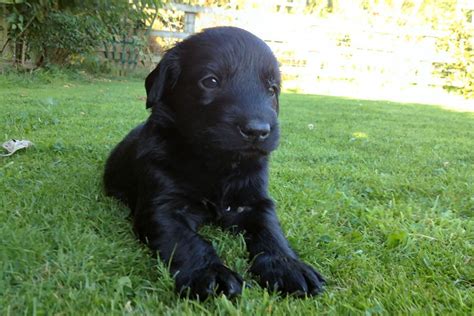 Flat Coated Retriever Puppies Puppy Dog Gallery