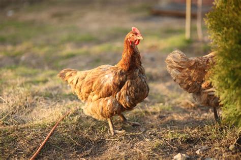 Harga telur hari ini dibuat untuk memudahkan menjadi referensi untuk membeli dan ataupun masa afkir dan produksi telur dari ayam ras ini biasanya lumayan lama, dengan menjaga tingkat stress, pola makan, dan tingkat penyakit di sekitar kandang kita bisa mendapatkan waktu sampai umur 2. 6 Manfaat Telur Ayam Layer