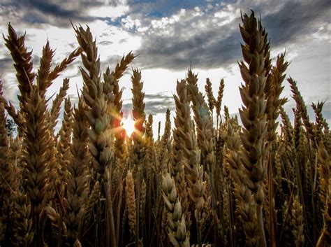 Wheat Field Under Gray Sky · Free Stock Photo