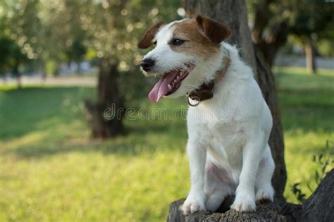 Portrait Of A Jack Russell Dog Sitting On A Tree On Summer Heat