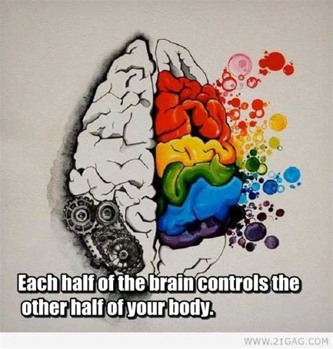 25 Things You Probably Didnt Know About The Human Brain 25 Photos