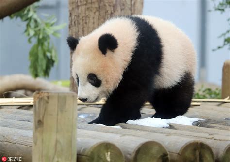 Baby Panda In Tokyo On Display Longer Each Day Cn