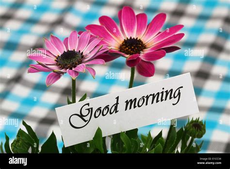 Good Morning Card With Pink Gerbera Daisies Stock Photo Alamy