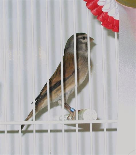 The genus serinus is a large genus of birds in the finch family fringillidae found mostly in the afrotropical region with some outlying species in europe and asia. Vale de Fringilideos: Híbridos parte 2