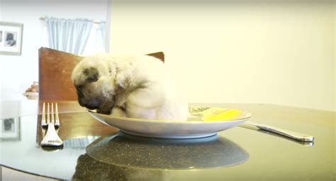 Video This Teeny Tiny Pug Puppy On A Pug Plate Is Too Much Cute