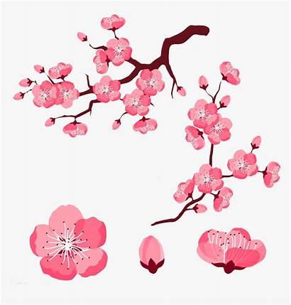 Cherry Blossom Petals Jared Clipart Cartoon Blossoms