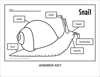 Label the diagram of frog life cycle, insect life cycle. Label a Snail Diagram - Parts of a Snail Labeling by ...