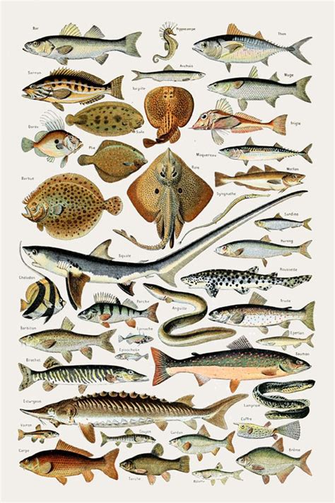 Fish Print Fish Poster Sea Fish Marine Wall Art Print Fish Illustration