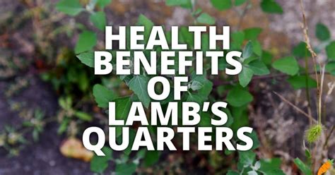 19 Potential Health Benefits Of Lambs Quarters