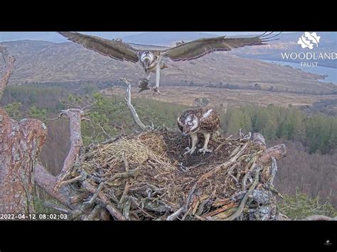 Osprey Lays Her First Egg Of Season Express And Star