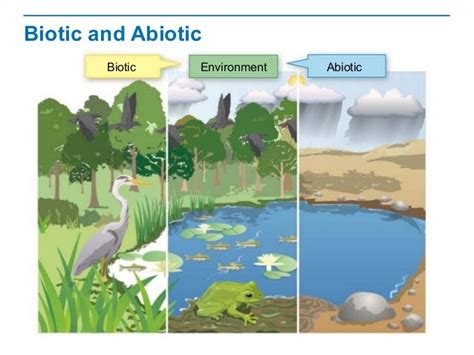 Biotic And Abiotic Factors Unit 8l3 Ecosystems Biotic And Abiotic