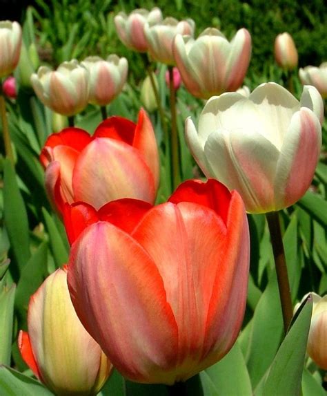 Browse summer blooming flower bulbs including calla lilies, dahlias, caladiums and more annual plants & seeds for sale at burpee. TULIP BIG CHIEF Known for its enormous flowers, Big Chief ...