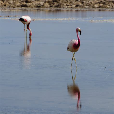 Maybe you would like to learn more about one of these? Fotos gratis : agua, pájaro, fauna silvestre, reflexión ...