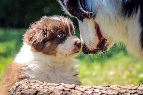 Invite a friend or family member to walk the puppy while you walk the older dog. How to Achieve a Successful Puppy and Older Dog Meeting ...