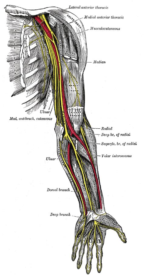 Ulnar Neuropathy Nerve Damage Disease And Dysfunction