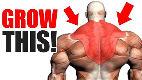 3 Best Exercises For Big Traps Youtube