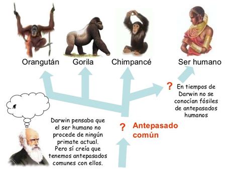 Líneas Evolutivas Según Darwin Orangutan Islas Galápagos Hms Beagle