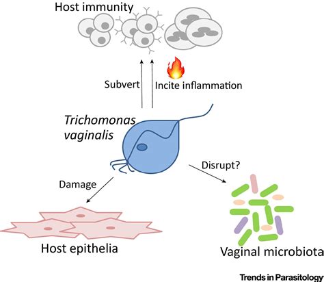 Trichomonas Hominis Life Cycle
