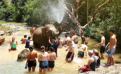 Some special moments to bond with wildlife? Where You Can Have an Elephant Bathing in Phuket ...