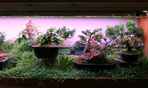 Just get the job done from seed to harvest with just a single 140 watt light! Indoor Bonsai under LED lights. - Page 15