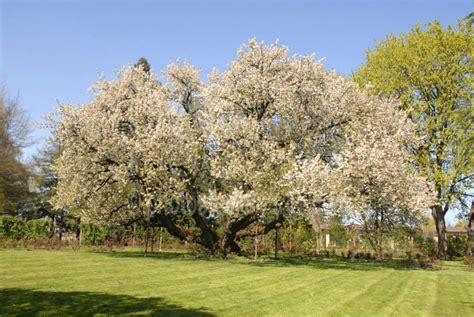 Uses the wood is highly prized for cabinetry and furniture, as well as for paneling, flooring, turning. Photo of Black Cherry Tree by Photo Stock Source tree ...