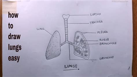 How To Draw Lungs And Label Itlungs Drawing Youtube