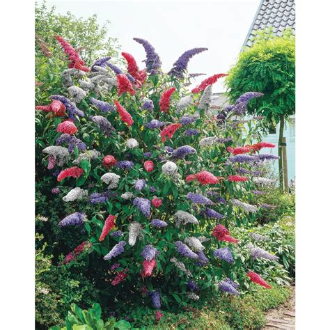 Spring Hill Nurseries In Pot Multi Colored Butterfly Bush Buddleia Live Deciduous Plant Red