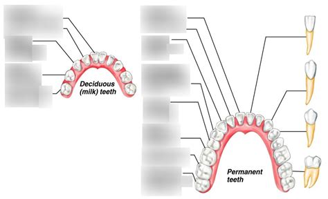 Teeth Of Mouth Diagram Quizlet