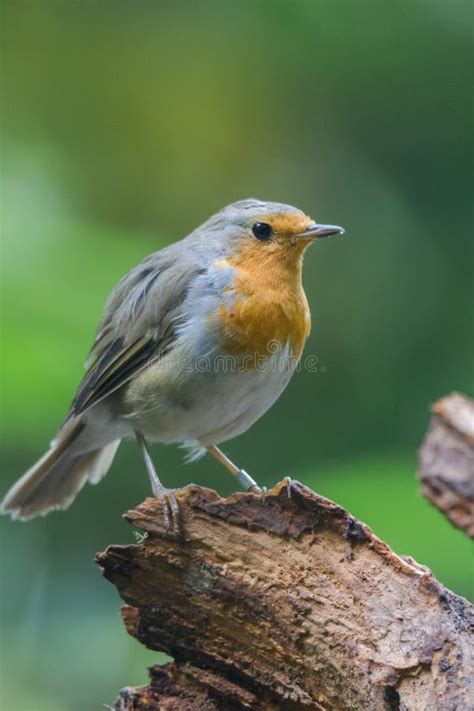 Robin Redbreast Stock Photo Image Of Garden Green Nature 58253812