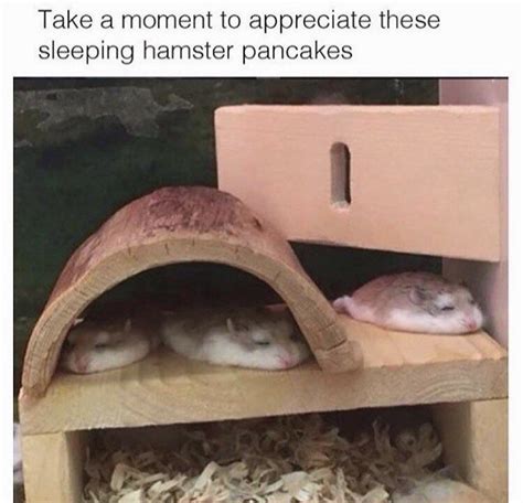 Wholesome Memes Dump Cute Animals Funny Hamsters Cute Hamsters