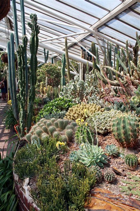 Many cactuses are native to desert climates with arid conditions and rocky soil; Barbican Conservatory, a Tropical Jungle in London ...