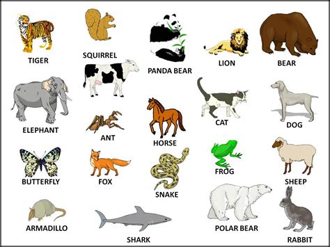 Learning English The Animals
