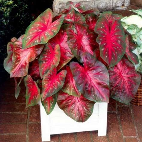 15 Impressive Red Indoor Plants For Your Home Red Plants Red Leaf